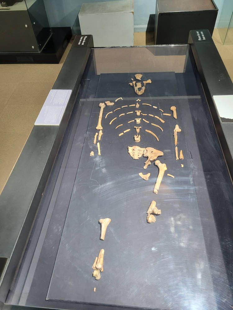 Lucy, laid out in a glass case