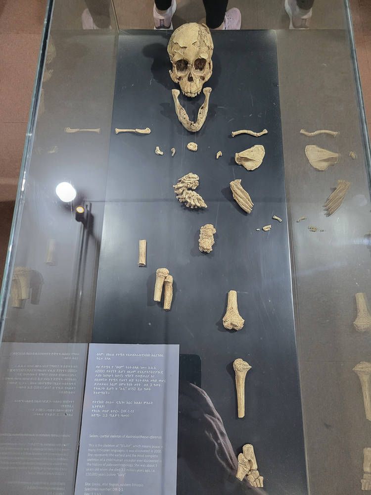 Another early human skeleton in a glass case