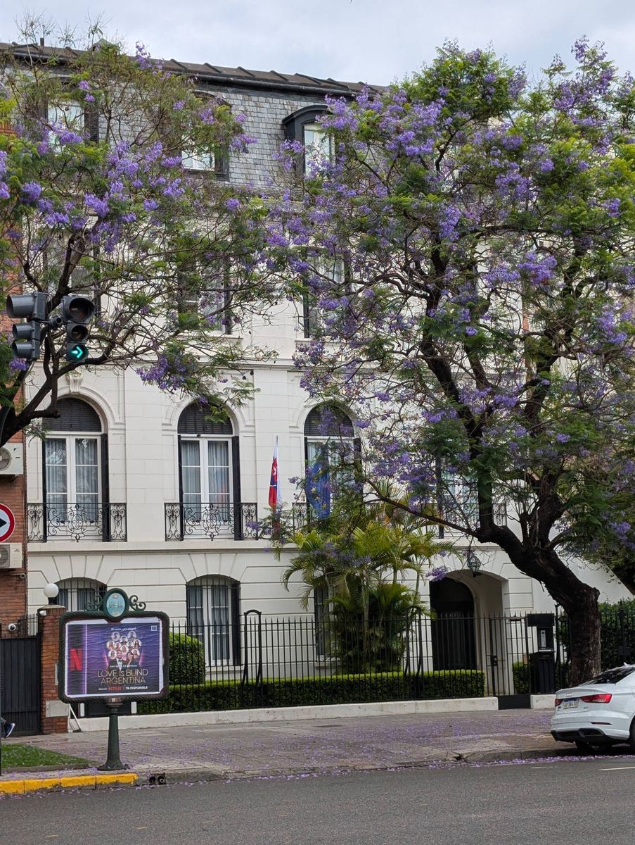Purple jacaranda in bloom