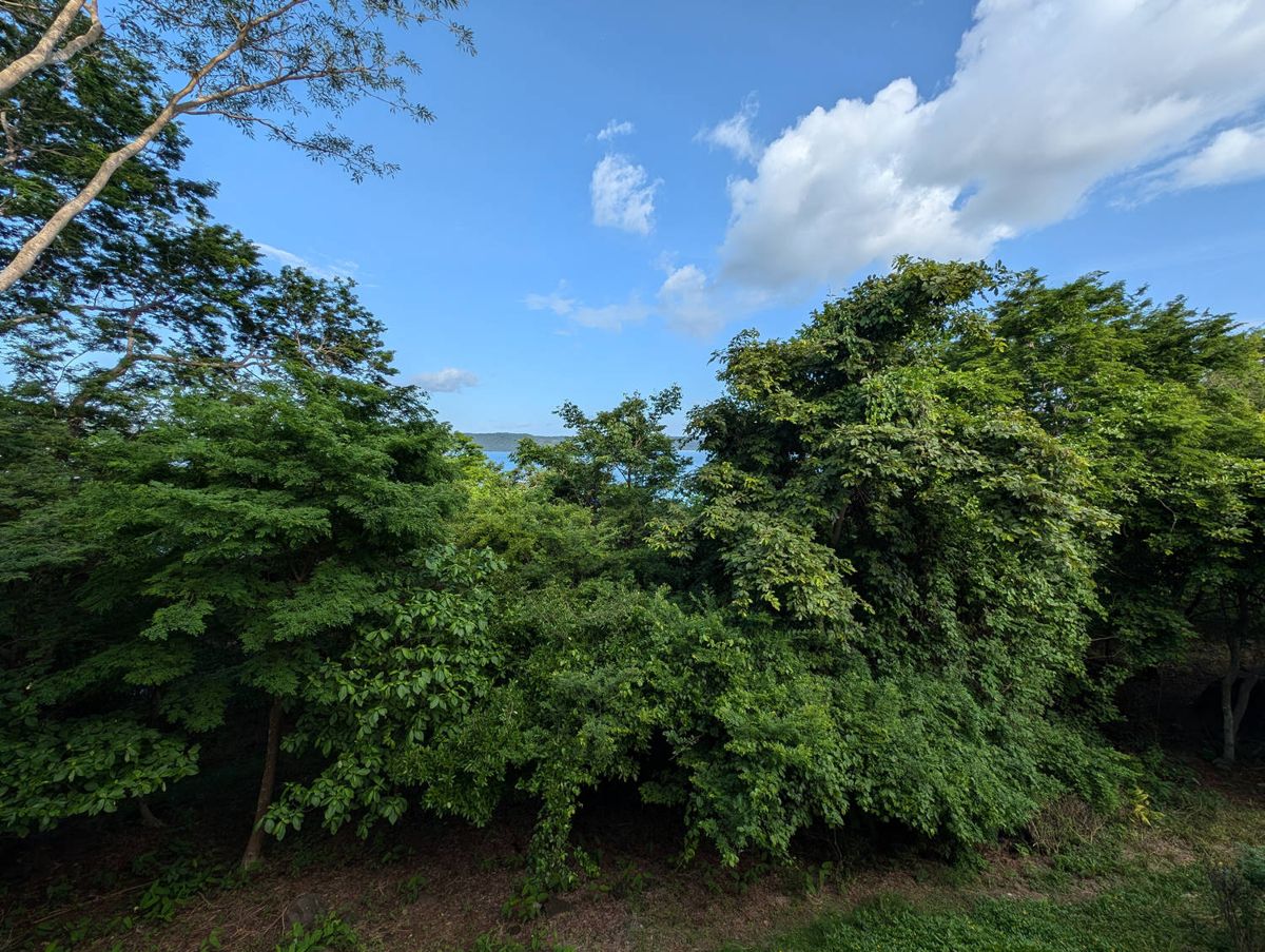 The forest outside, with the bay beyond