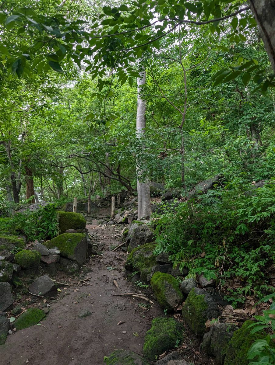 A trail through the dry forest