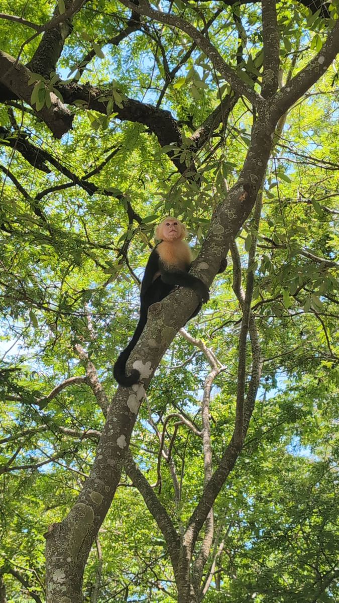 A monkey up a tree