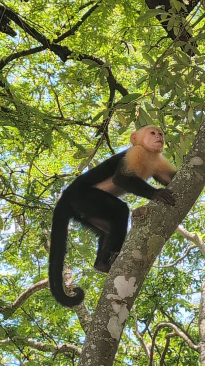 A white-faced monkey on a branch