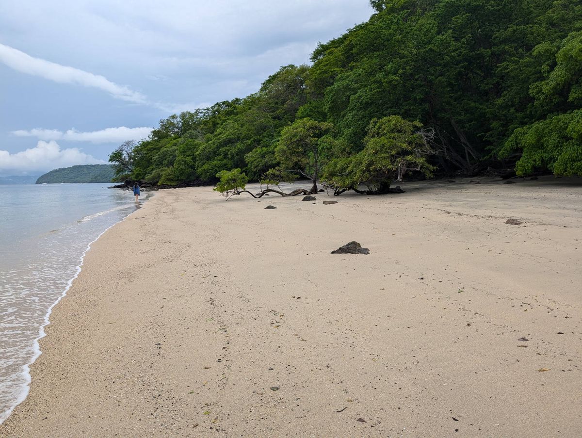 A sandy cove below the forest
