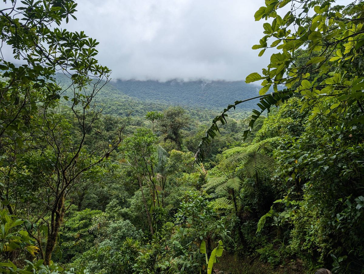 The forest and the clouds