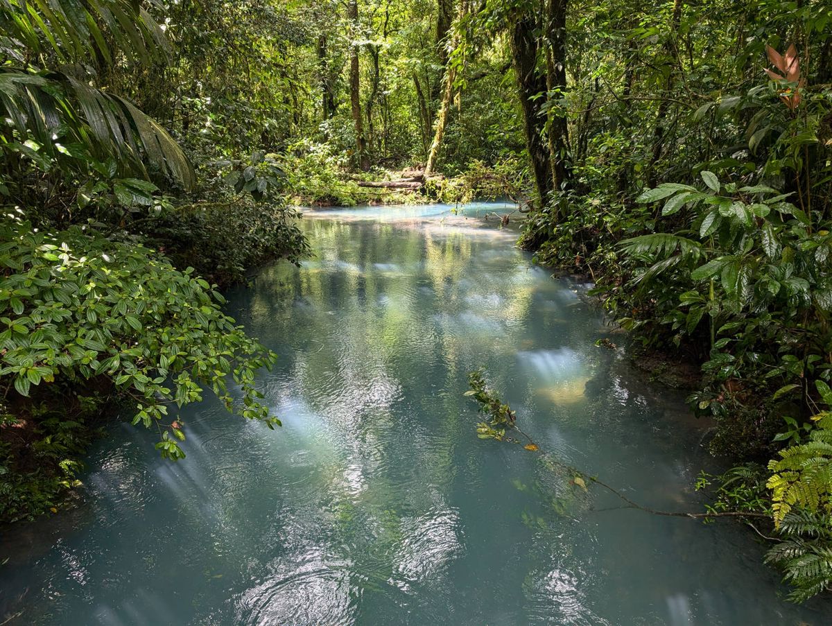 The river through the forest