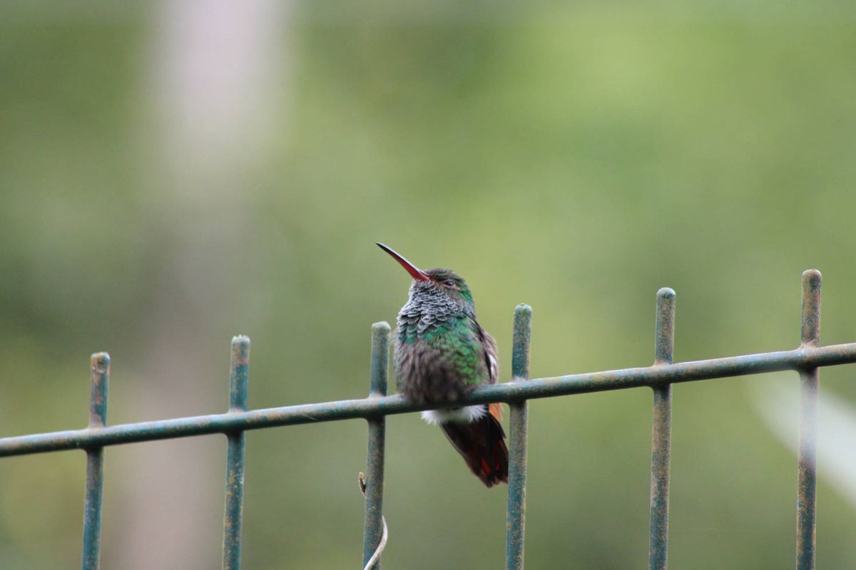 A hummingbird on a railing
