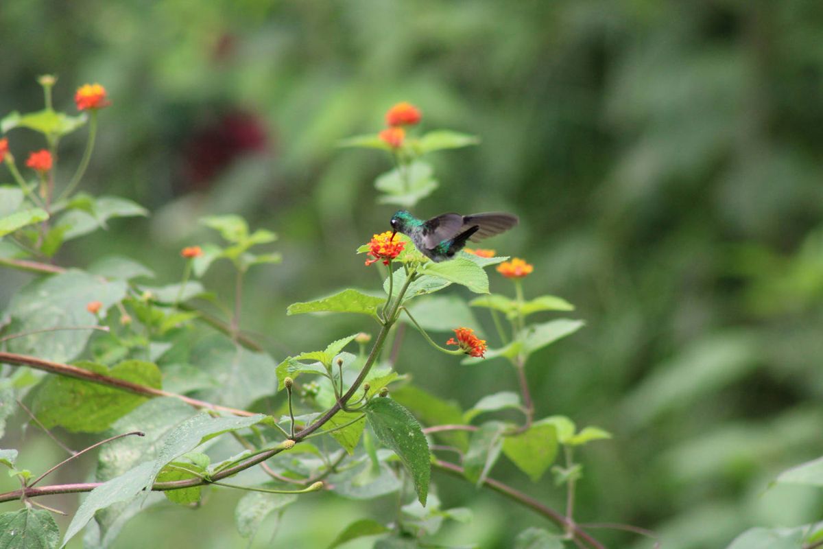 A hummingbird among orange flowers