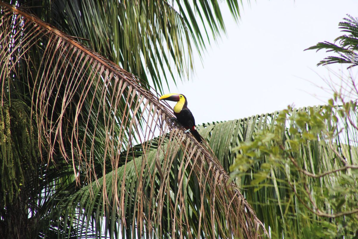 A toucan on a palm frond