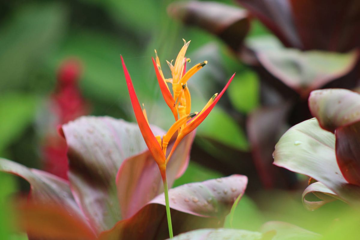 A heliconia flower