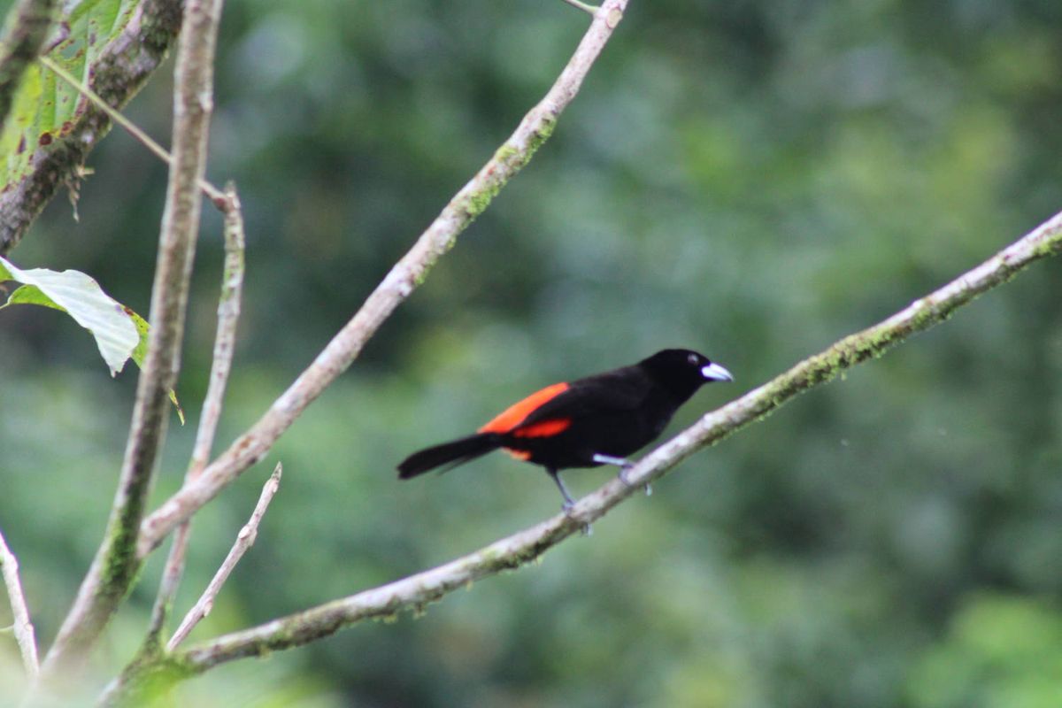 A black bird with red on its back