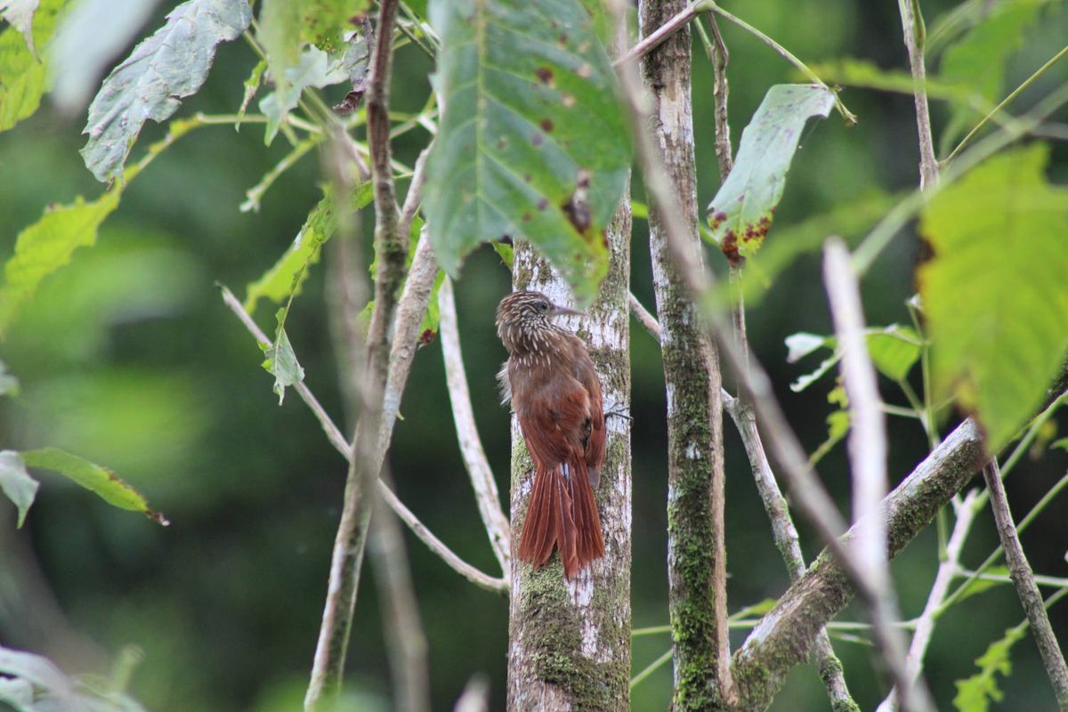 A brown bird on a trunk