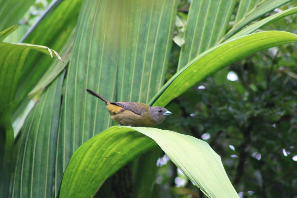 A yellow and grey bird on a leaf