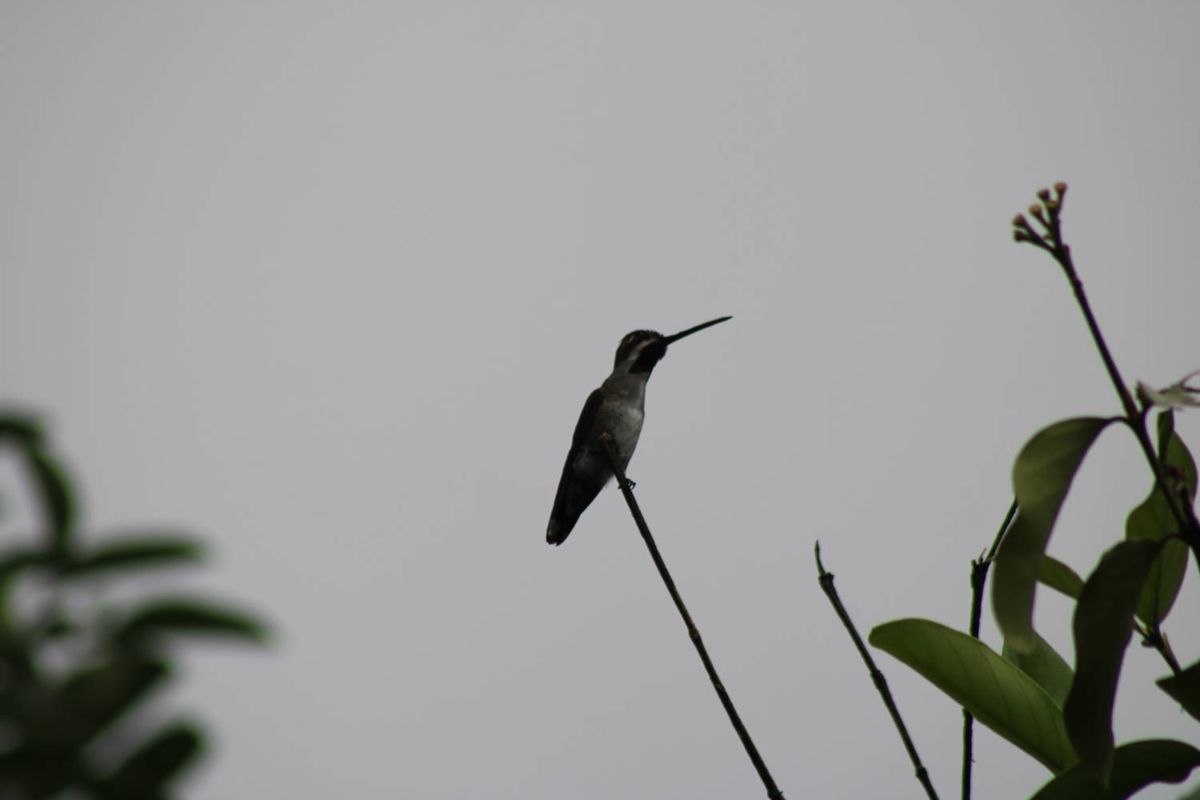 A hummingbird against the sky