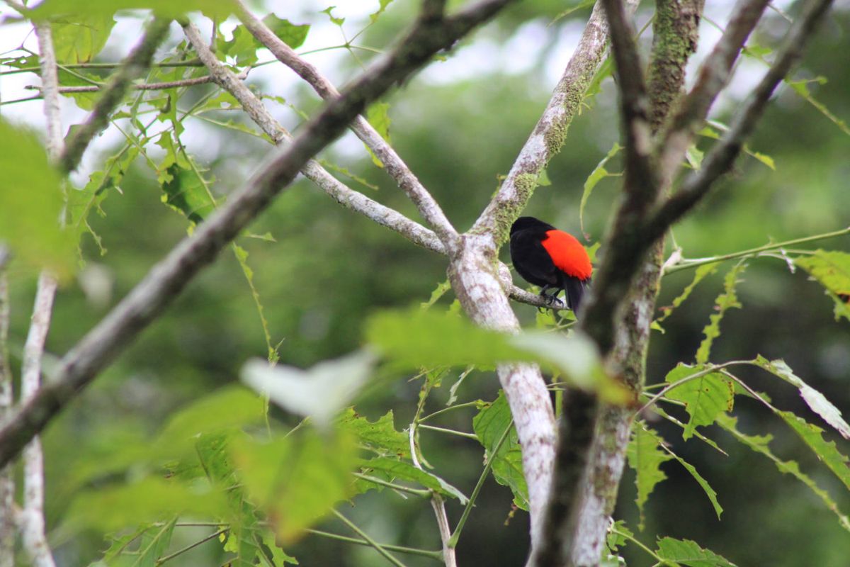 A black and red bird in the branches