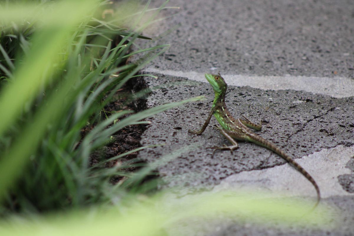 A lizard on the path