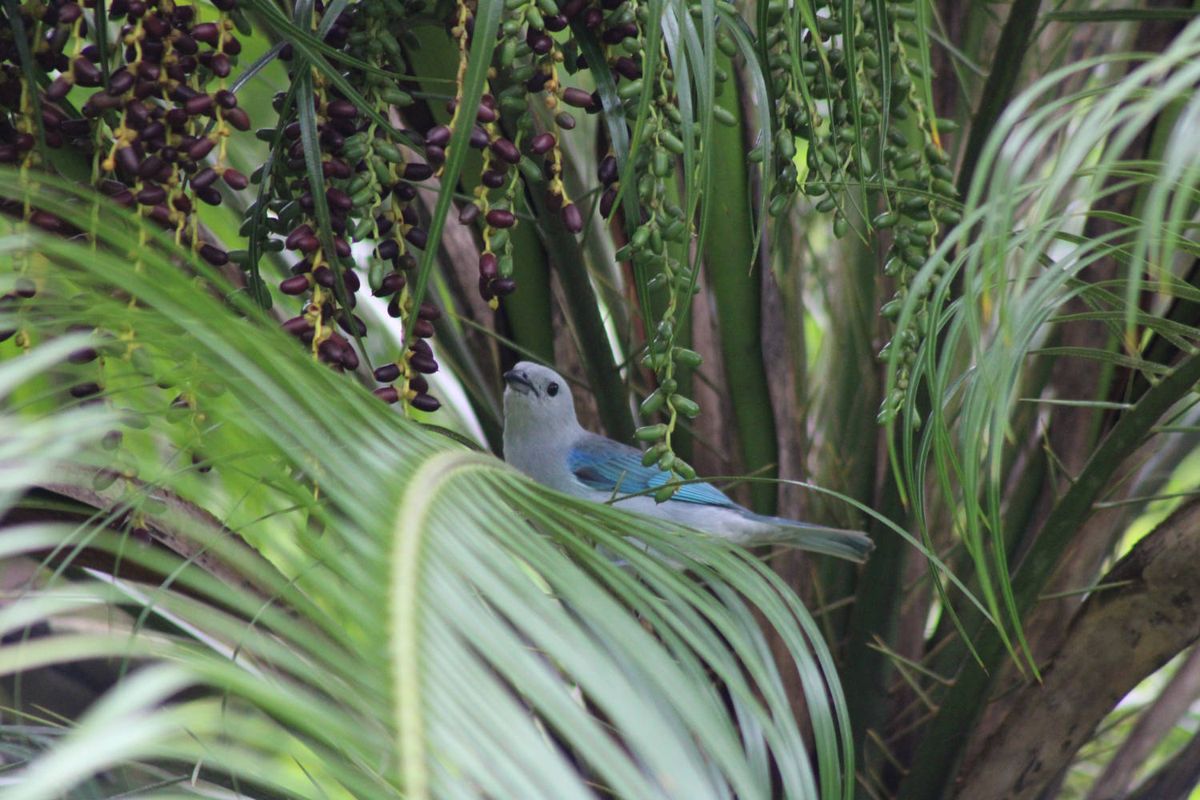 A blue bird in a palm