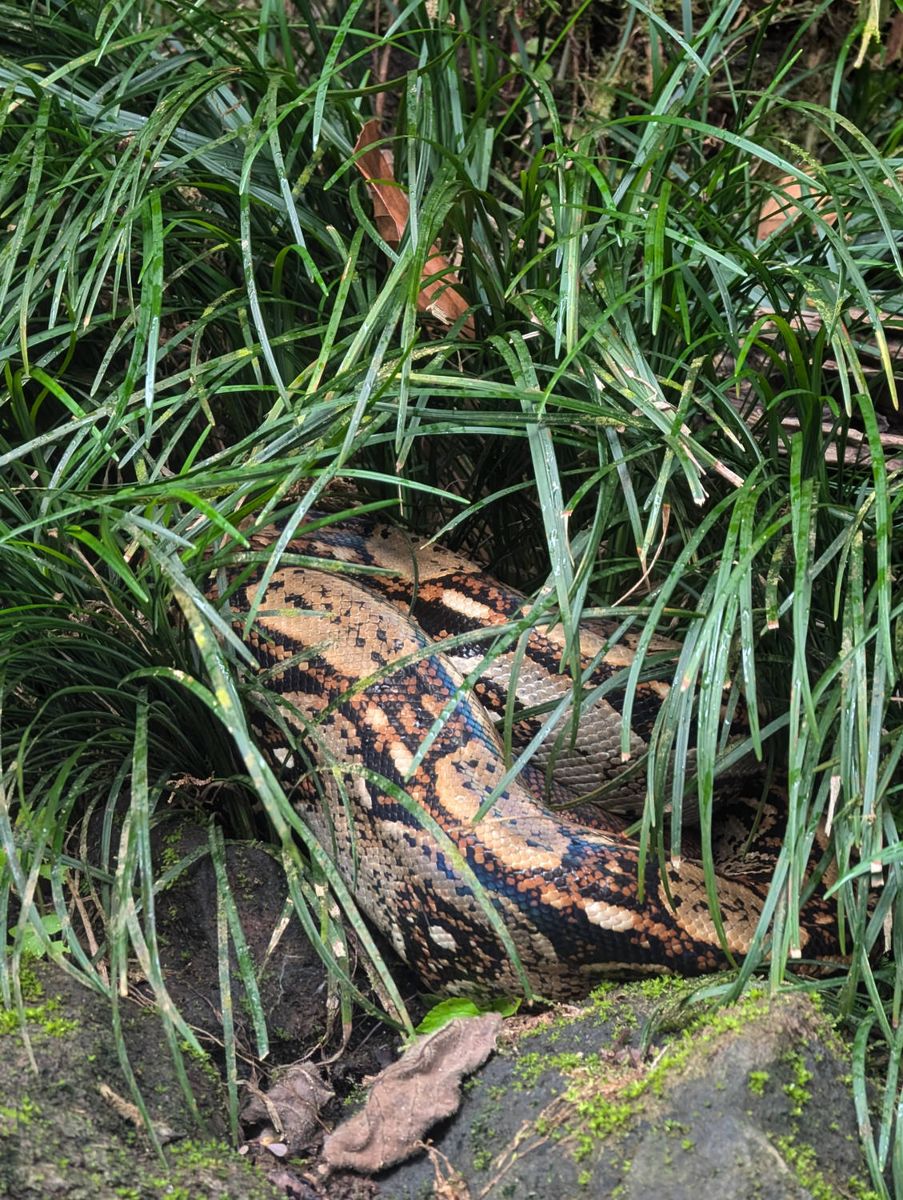 A snake in the grass by the path