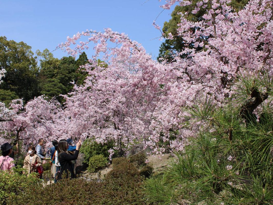 Cherry blossoms in Kyoto