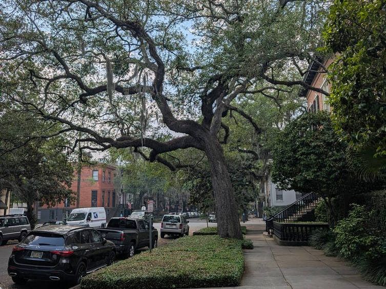 Oaks over a street in Savannah