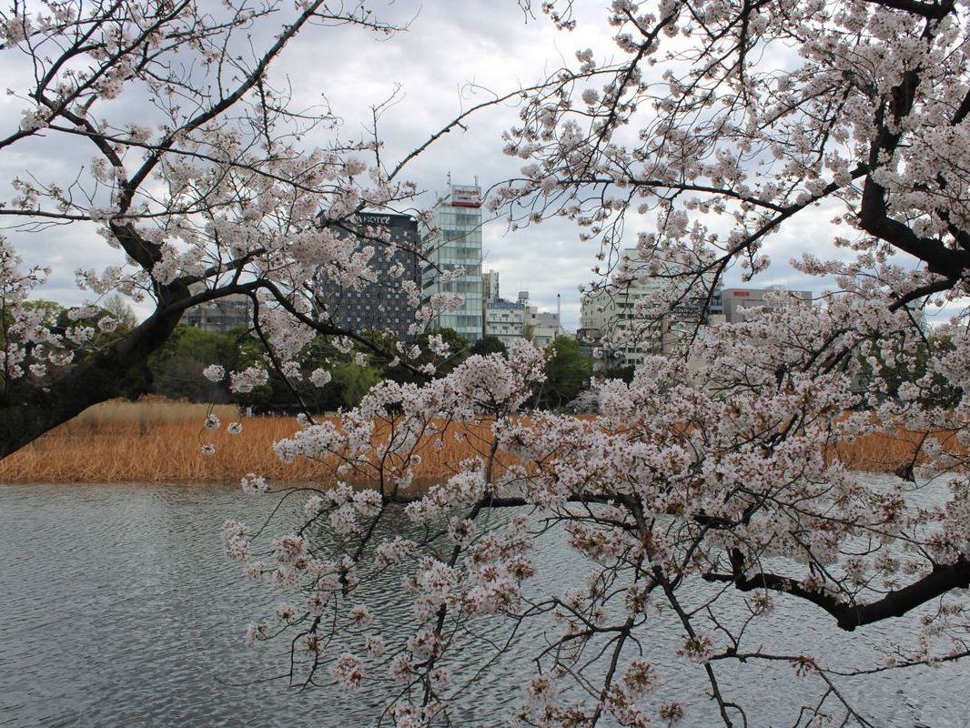 Cherry blossoms over the pond in Ueno Park
