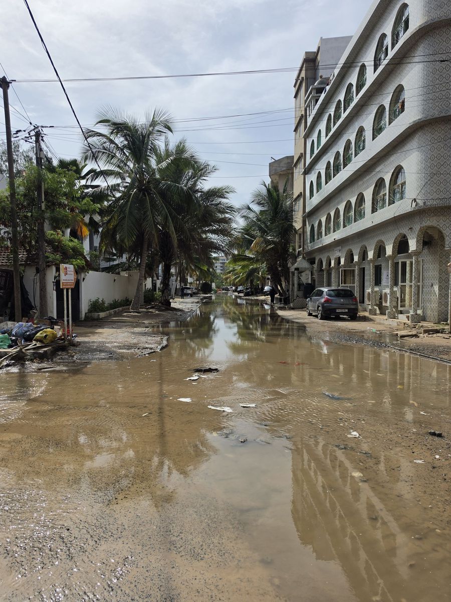 Palms reflected in the floodwater