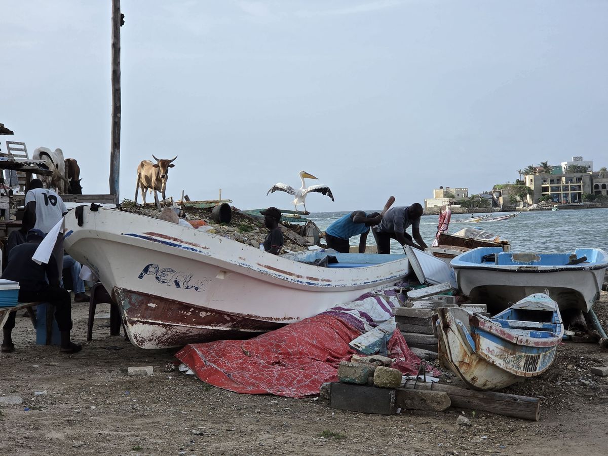 Fishermen at work, with a cow and a pelican for company