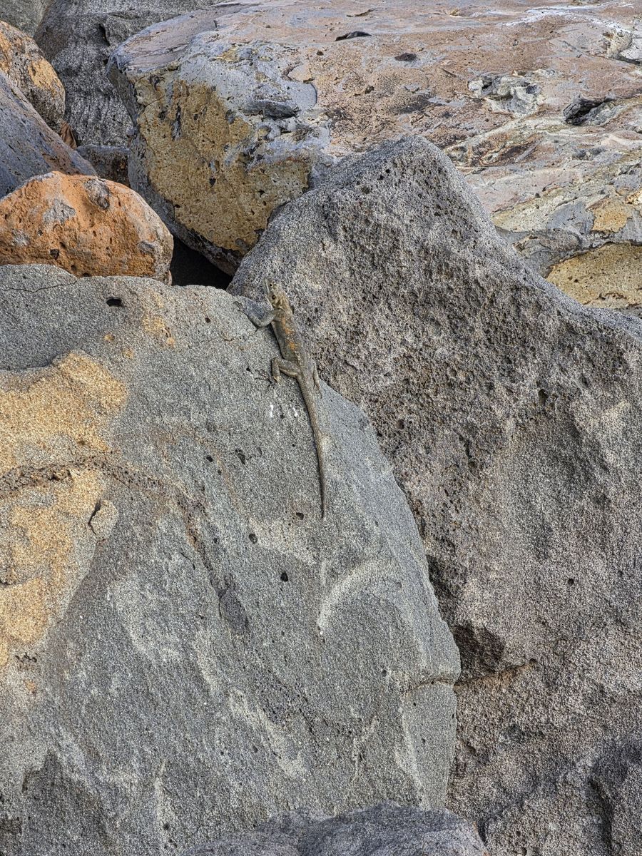 A lizard on the rocks