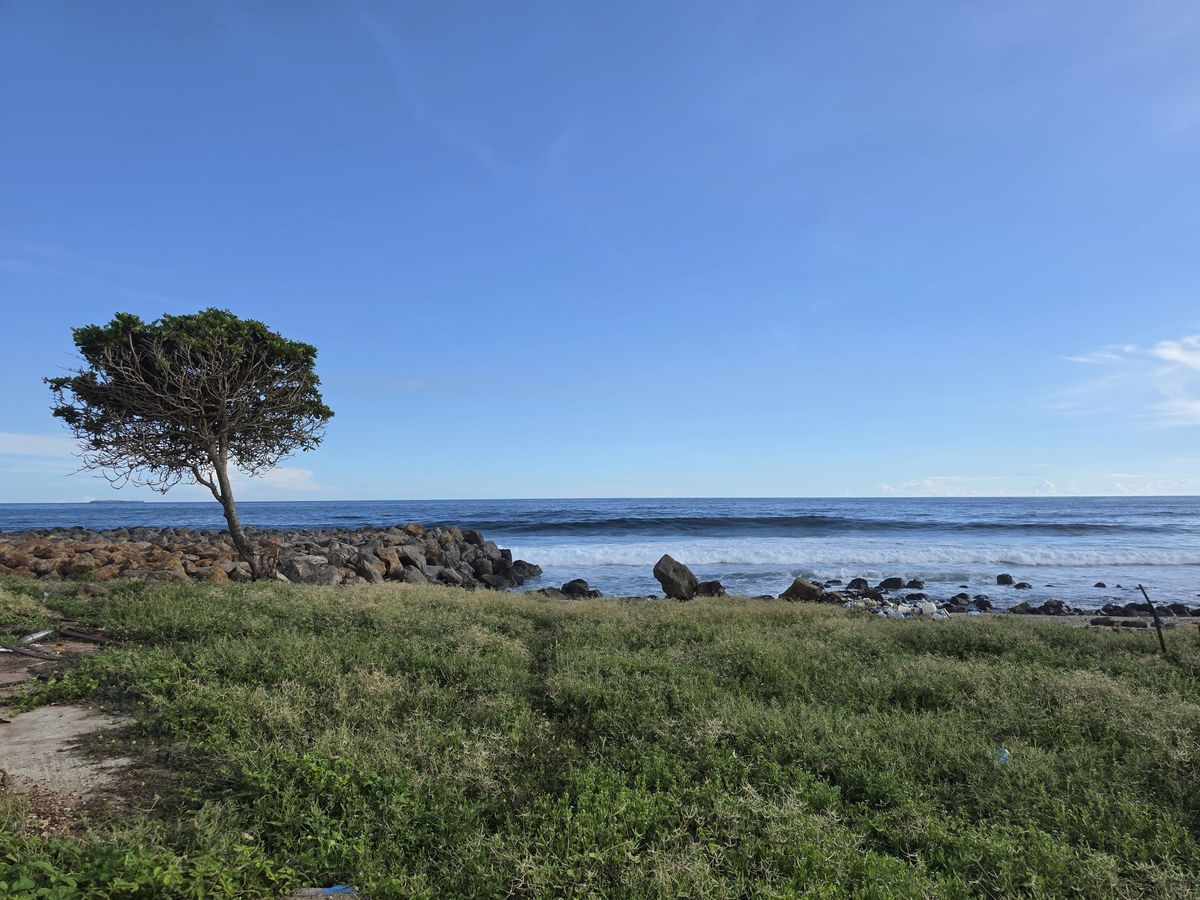 A lone tree by the water