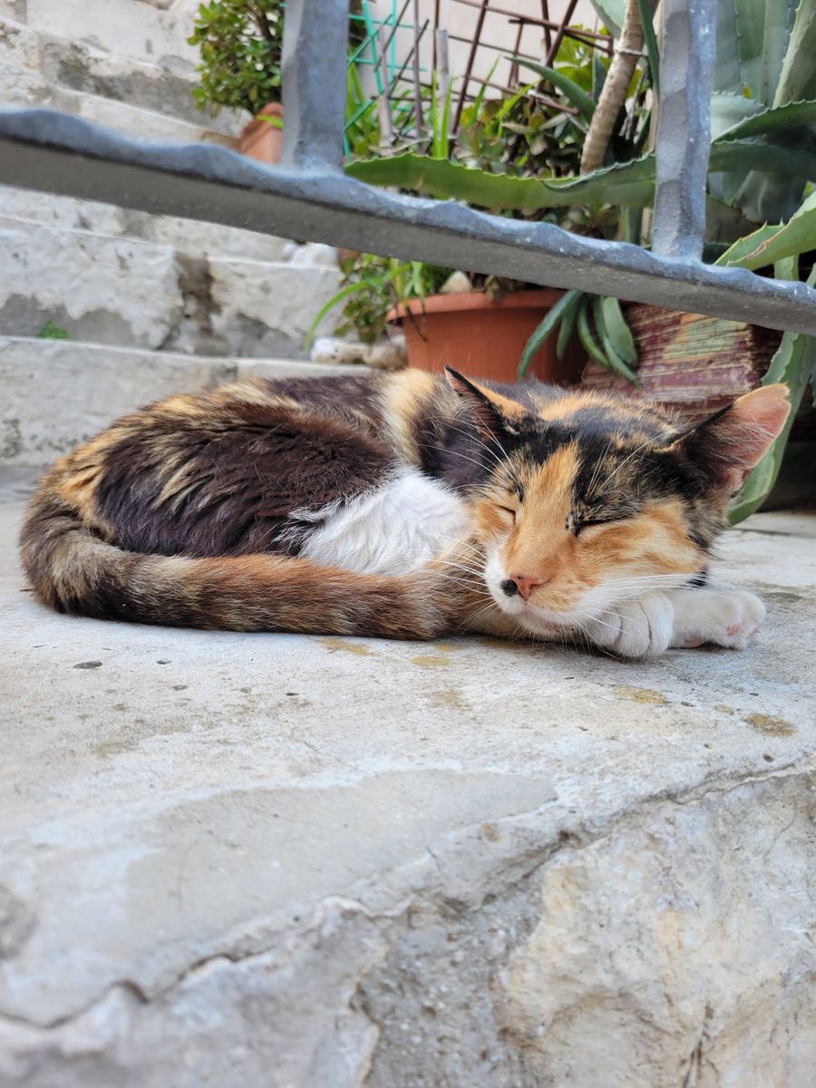 A cat asleep on a step