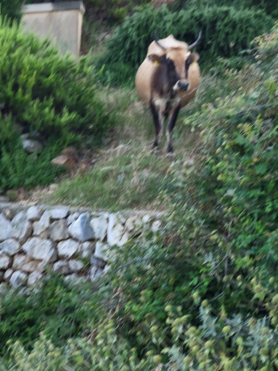 A cow on the hillside
