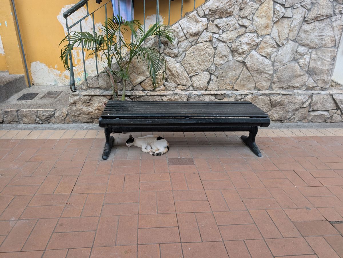 A cat asleep under a bench