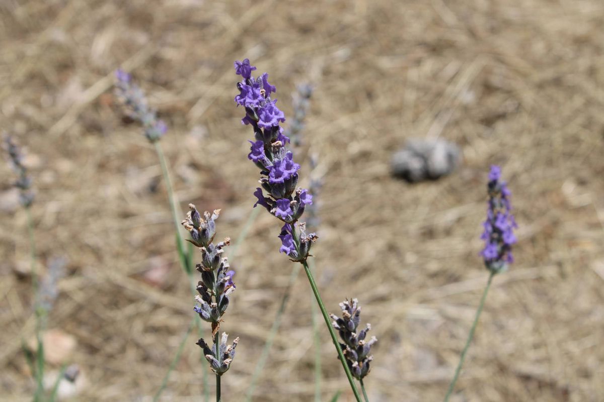 Lavender on the hillside