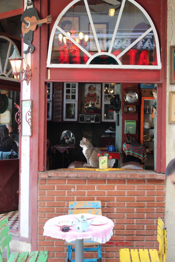 A cat sitting in a café window
