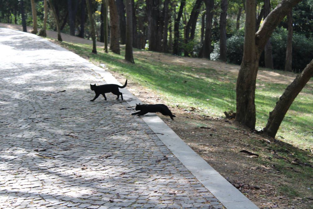Two black cats crossing a park path