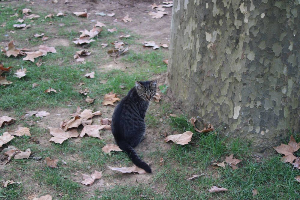 A tabby by a plane tree