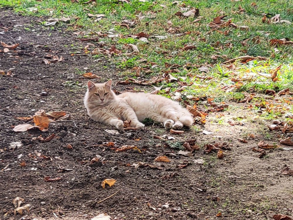 A ginger cat lying in the leaves