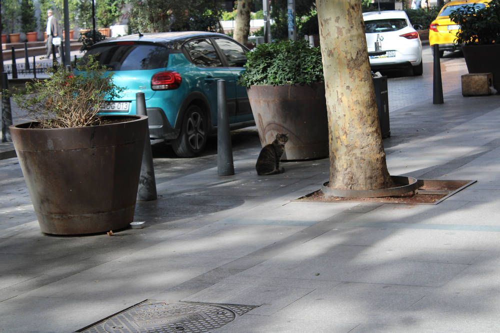 A cat by a planter on the sidewalk