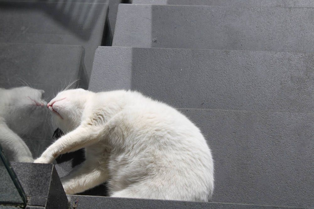 Two white cats on the stairs