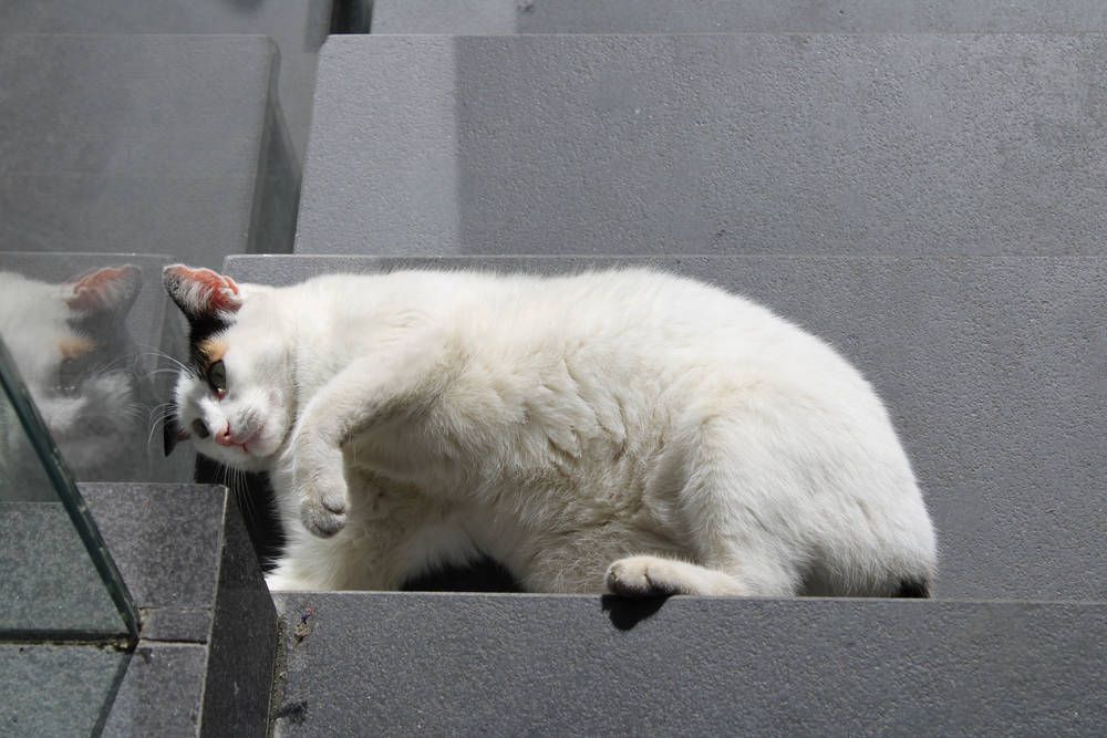 A white cat stretching
