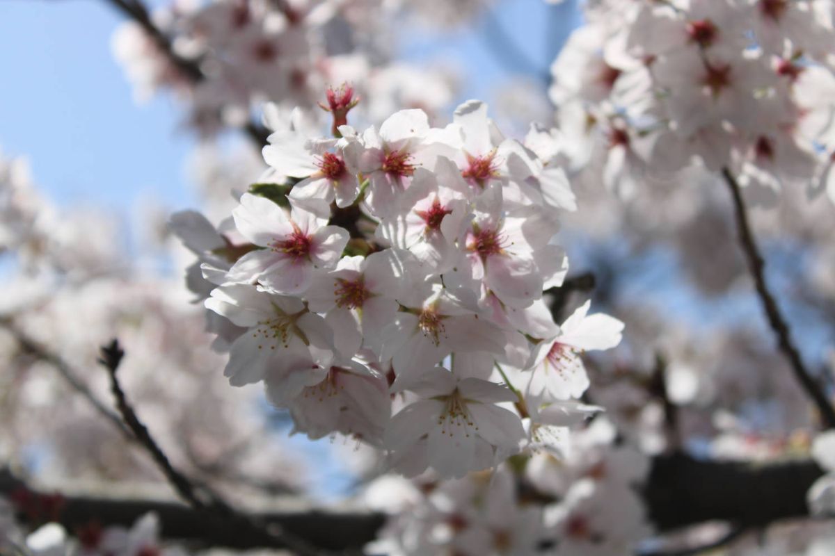 Cherry blossoms up close