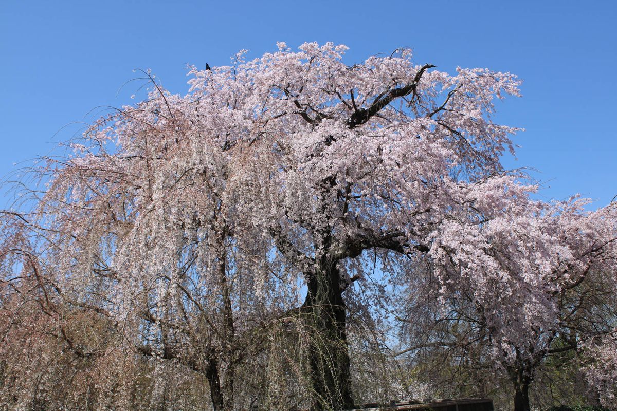 A huge weeping cherry tree