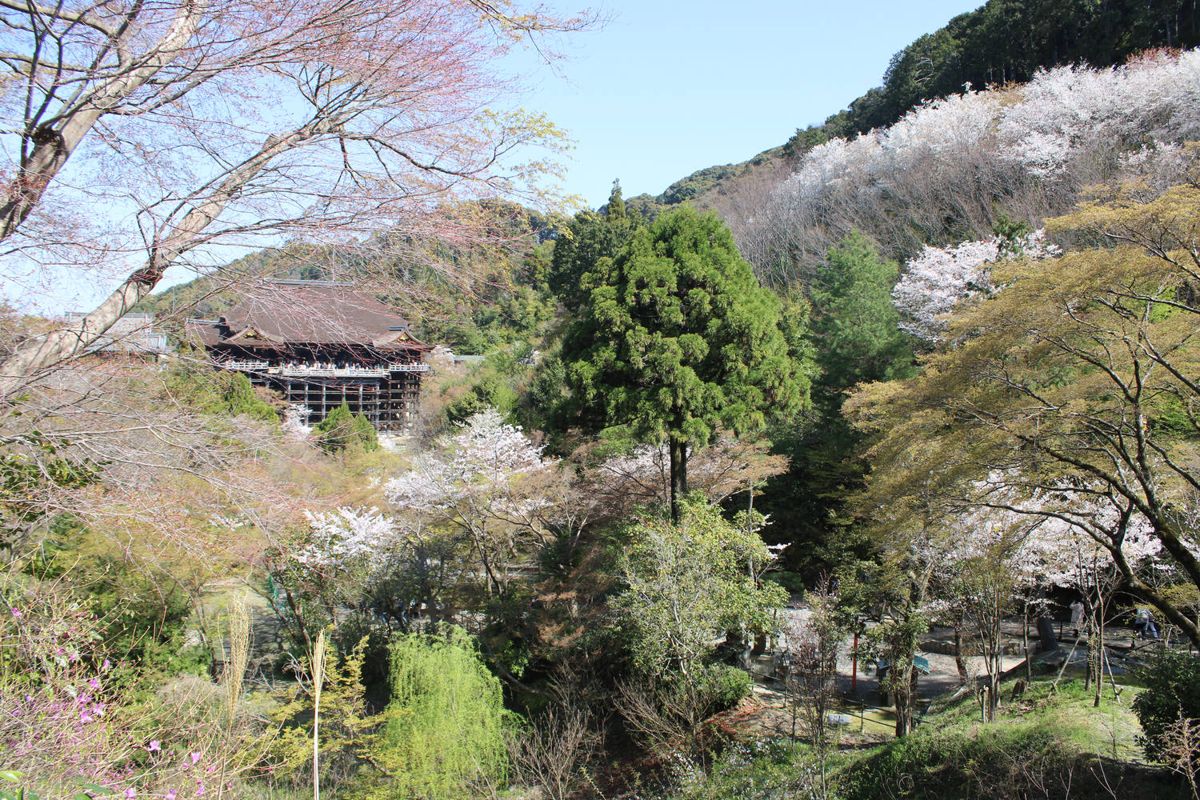 The hillside covered in blossoms