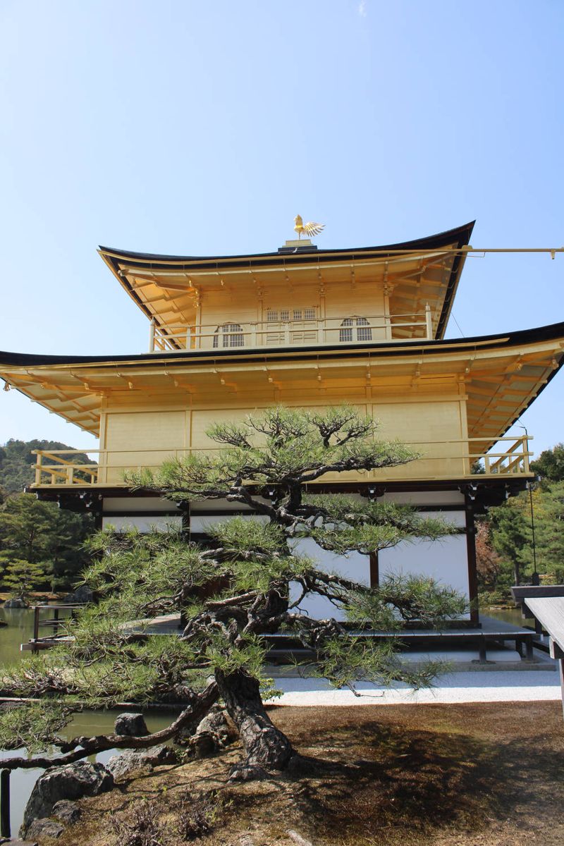 The pavilion above a pine