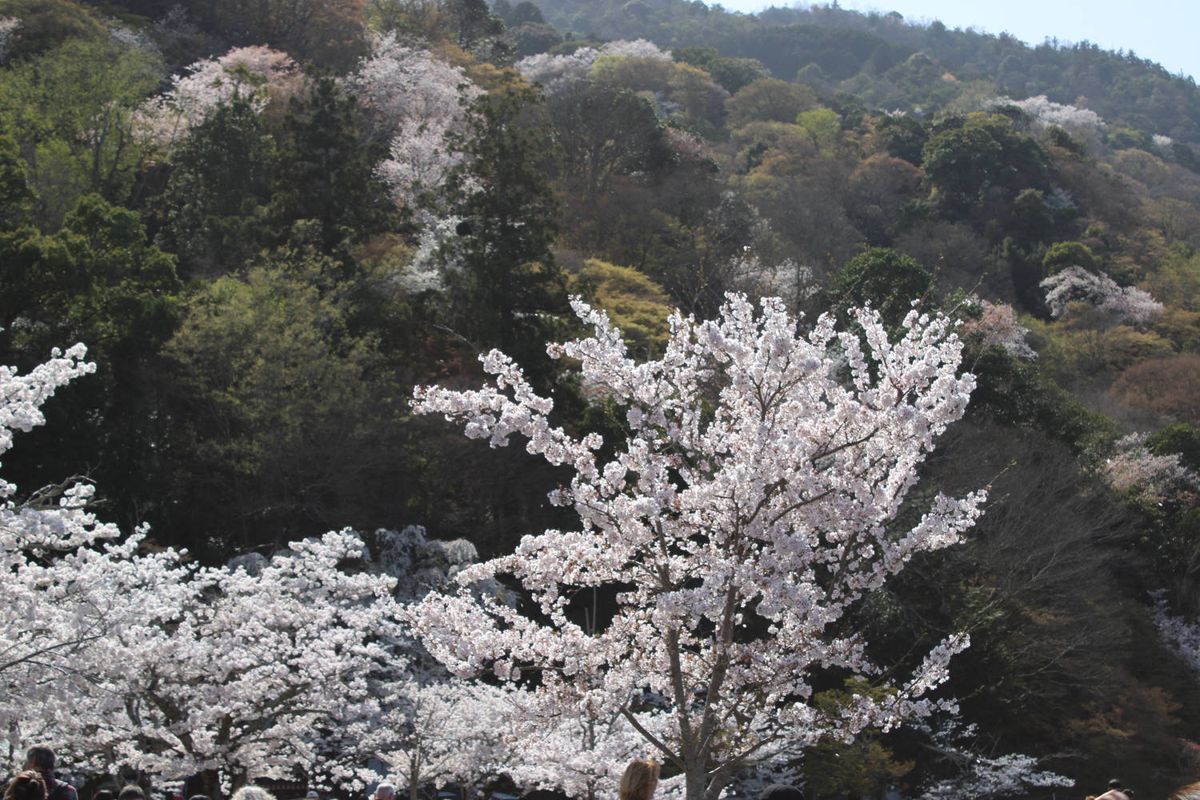 Blossoming trees against the dark hillside