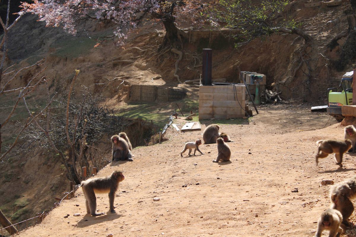 Monkeys on the dirt hilltop