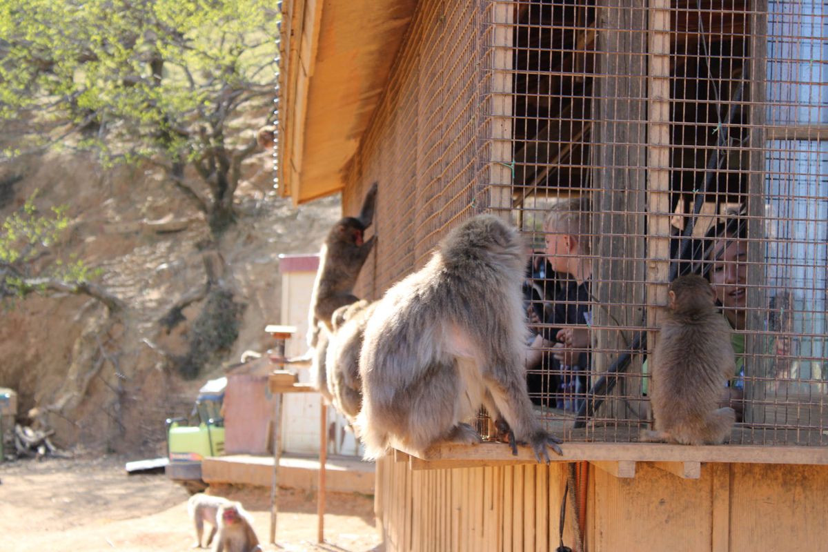 Monkeys at the feeding hut window
