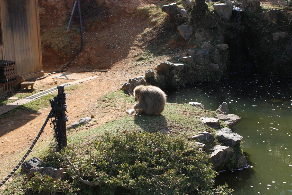 A monkey sitting by the pond