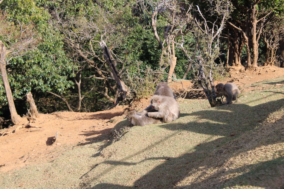 Monkeys grooming in the sun