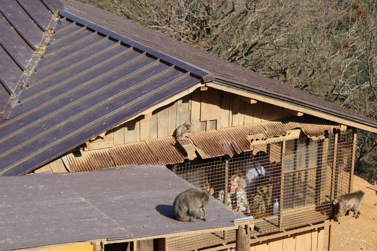 Monkeys on the hut roof